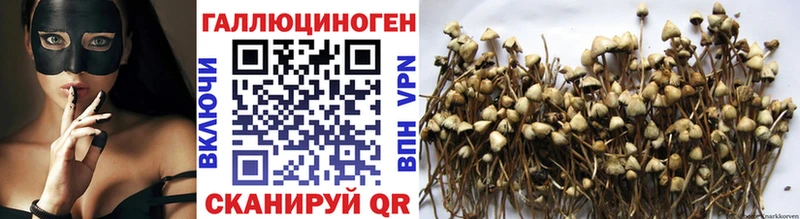 blacksprut   Лыткарино  Галлюциногенные грибы Psilocybe 